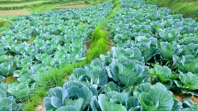 Cabbage Field