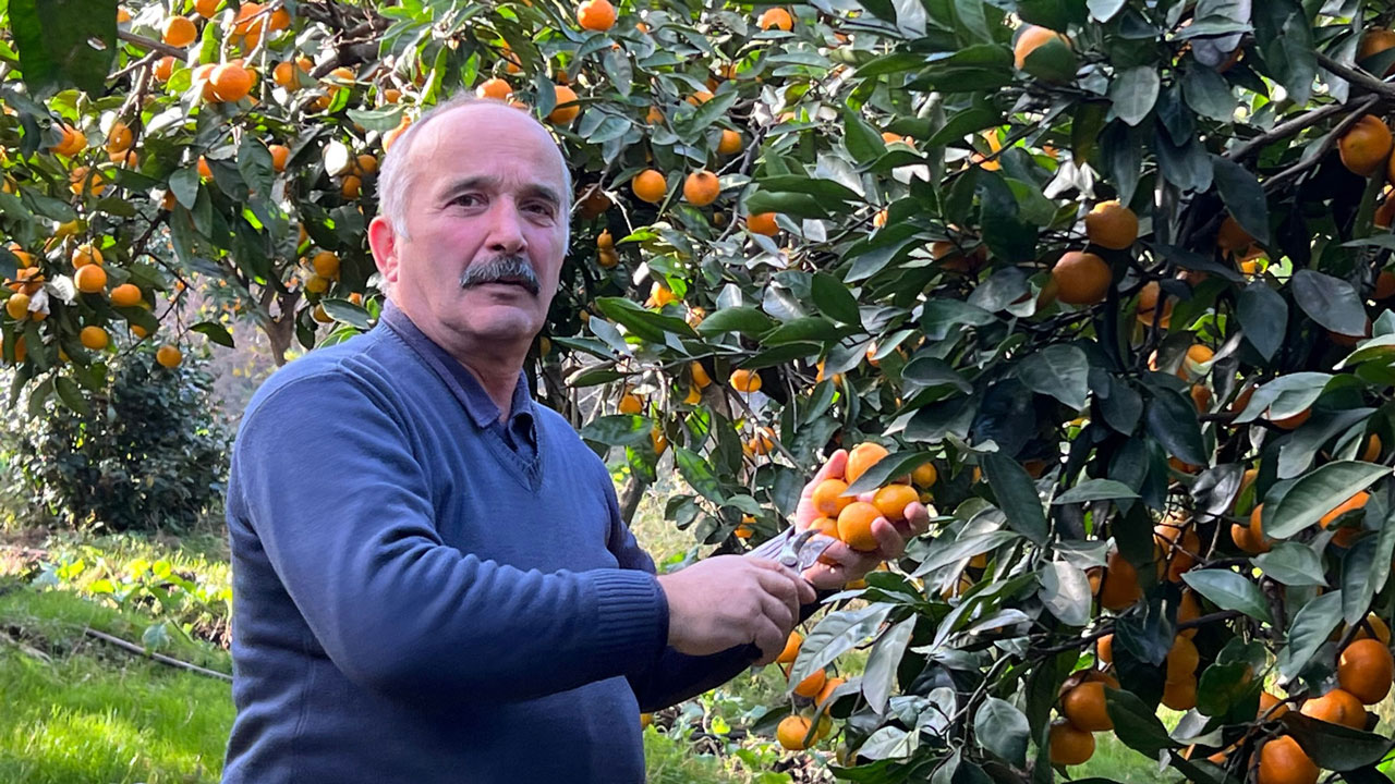 Man harvesting mandarins
