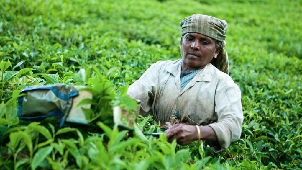 A woman picking tea leaves in a field