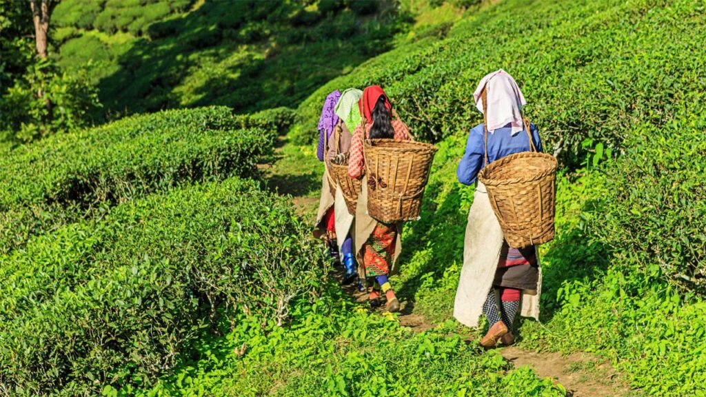 Indian women are walking through a tea plantation field